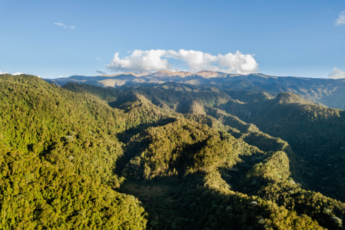 Jungles of South America