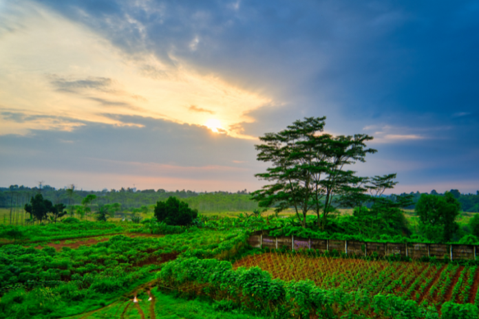 Agriculture land