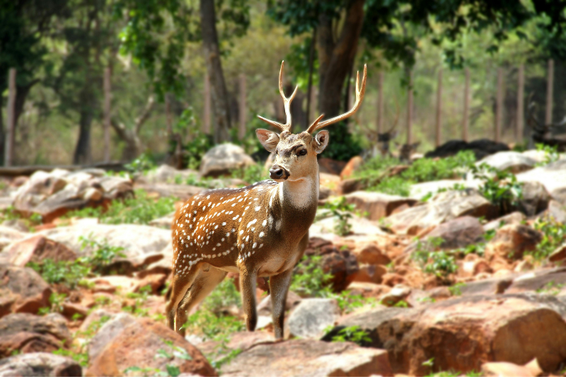 A deer in Natiopnal parks in india