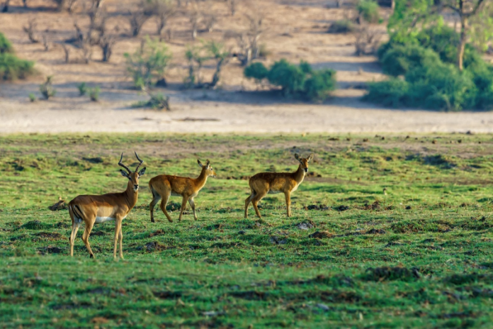 Deers in bandhavgarh national park