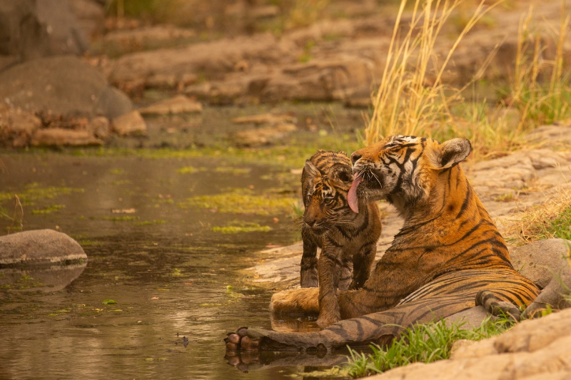 Bengal tigers in bandhavgarh national park sitting beside lake.