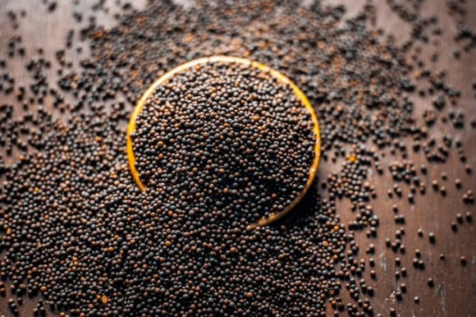 Mustard seeds for mustard oil