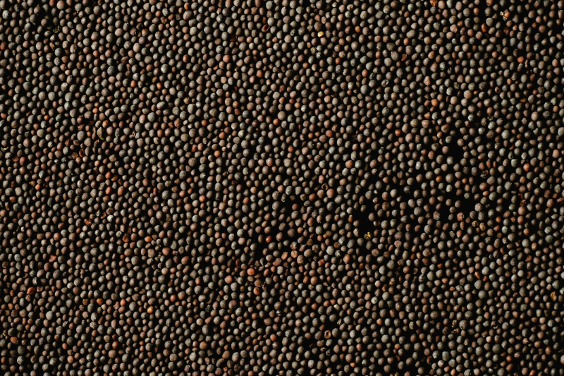 Buy mustard seeds in wholesale 